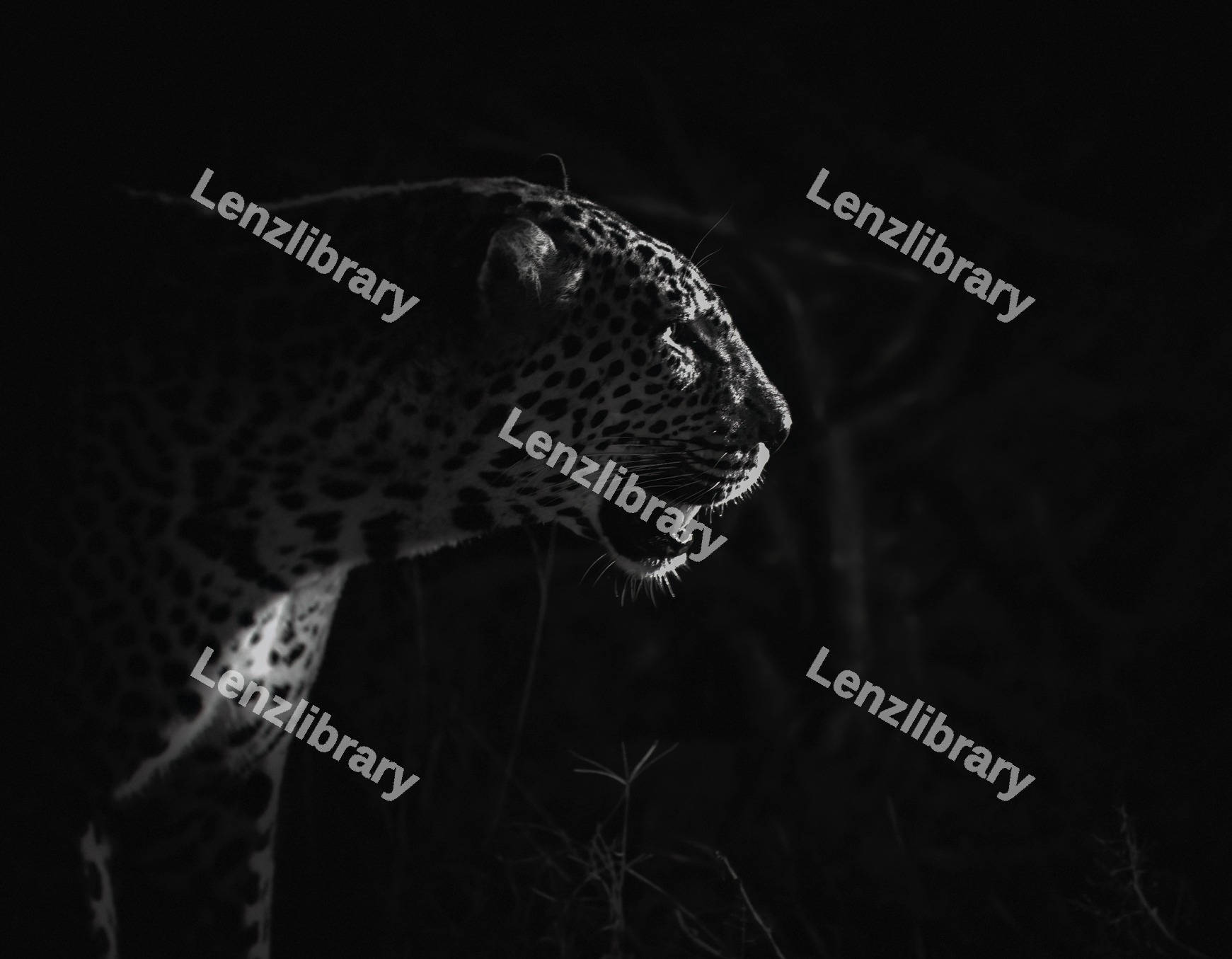Silhouette of a leopard